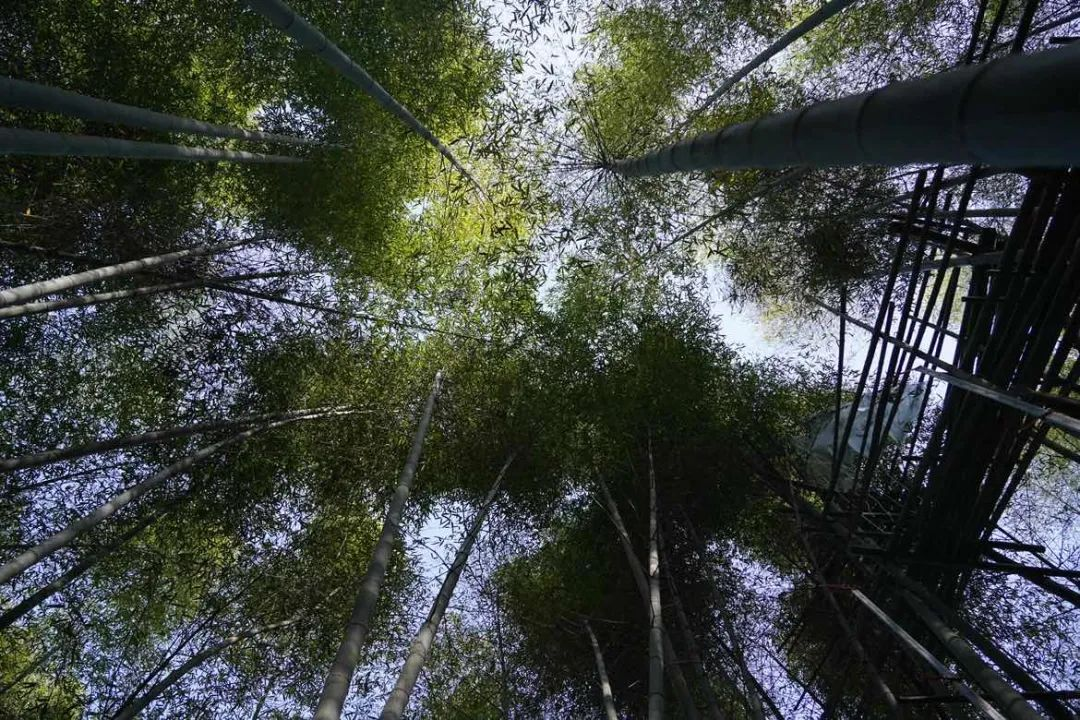科技助力，讓安吉百萬(wàn)畝的毛竹林變成綠色銀行
